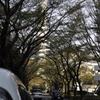 光が丘公園までの道・・・②