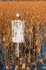 つり禁止! 何がつれる?