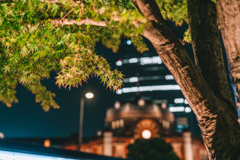 楓と東京駅夜景