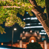 楓と東京駅夜景