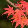 見ごろの紅葉２