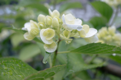 紫陽花の季節