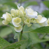 紫陽花の季節
