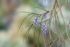 やさしい色合い