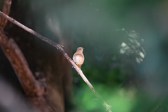 おすましジョウビタキ