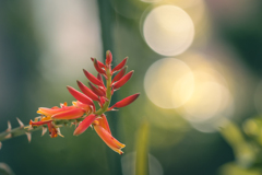 アロエの花