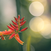 アロエの花
