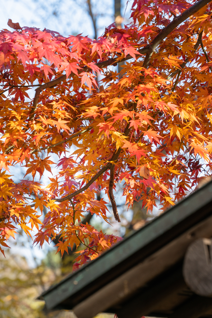 紅葉狩り２