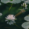 睡蓮（小石川後楽園）