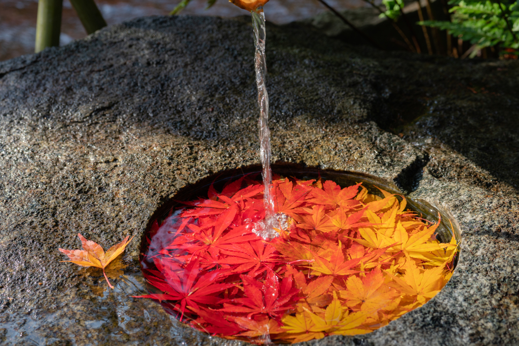 紅葉狩り３