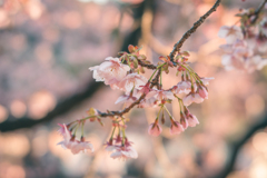 サツマカンザクラ
