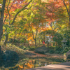 縁側から紅葉