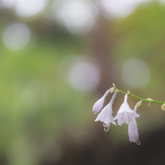 雨露に濡れる花