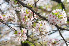 sakura