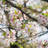sakura