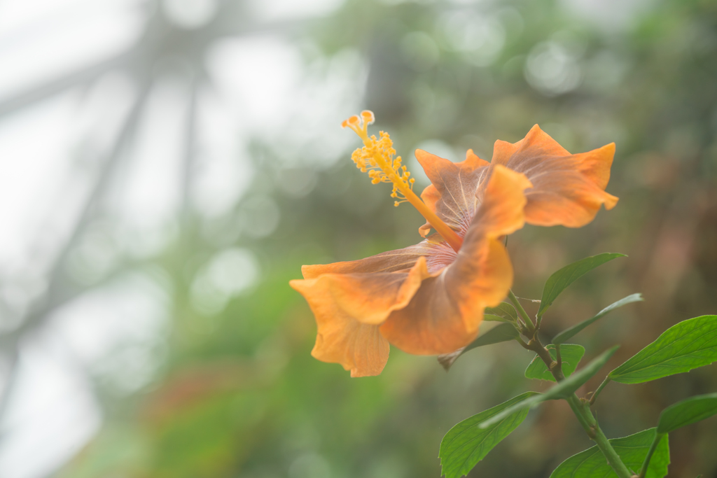 ハイビスカス