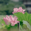 不忍池の蓮