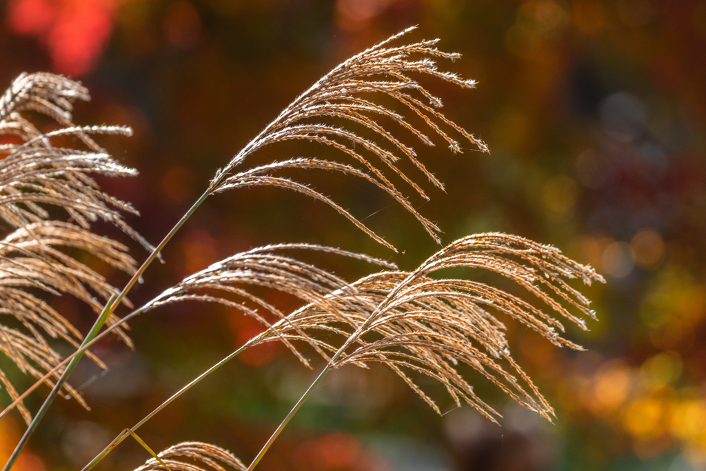 きらめくススキ