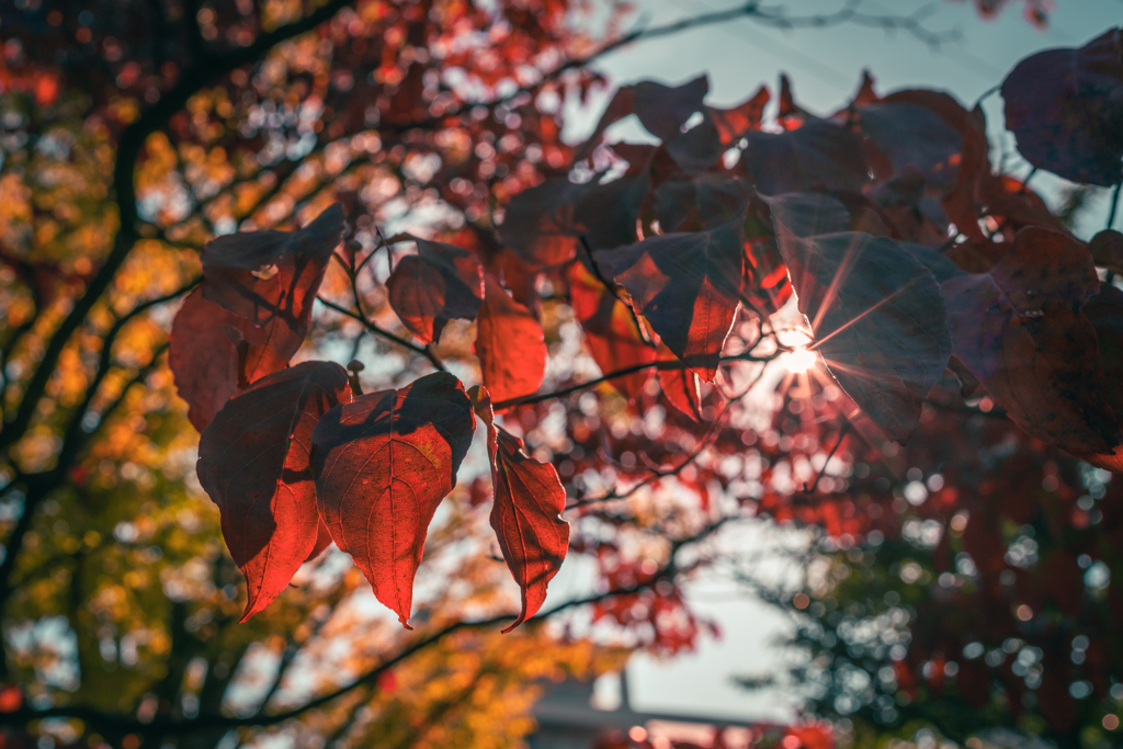 ハナミズキの紅葉