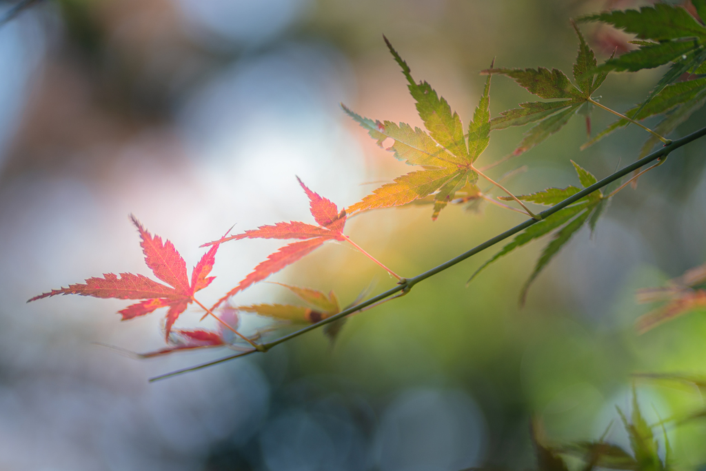 紅葉