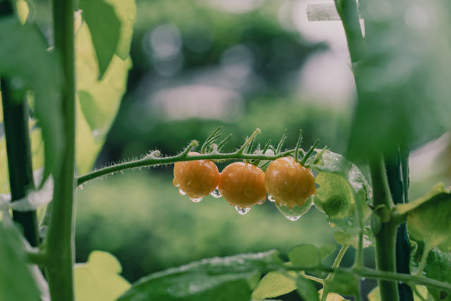 食べ物・飲み物写真集