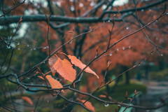 雨と紅葉