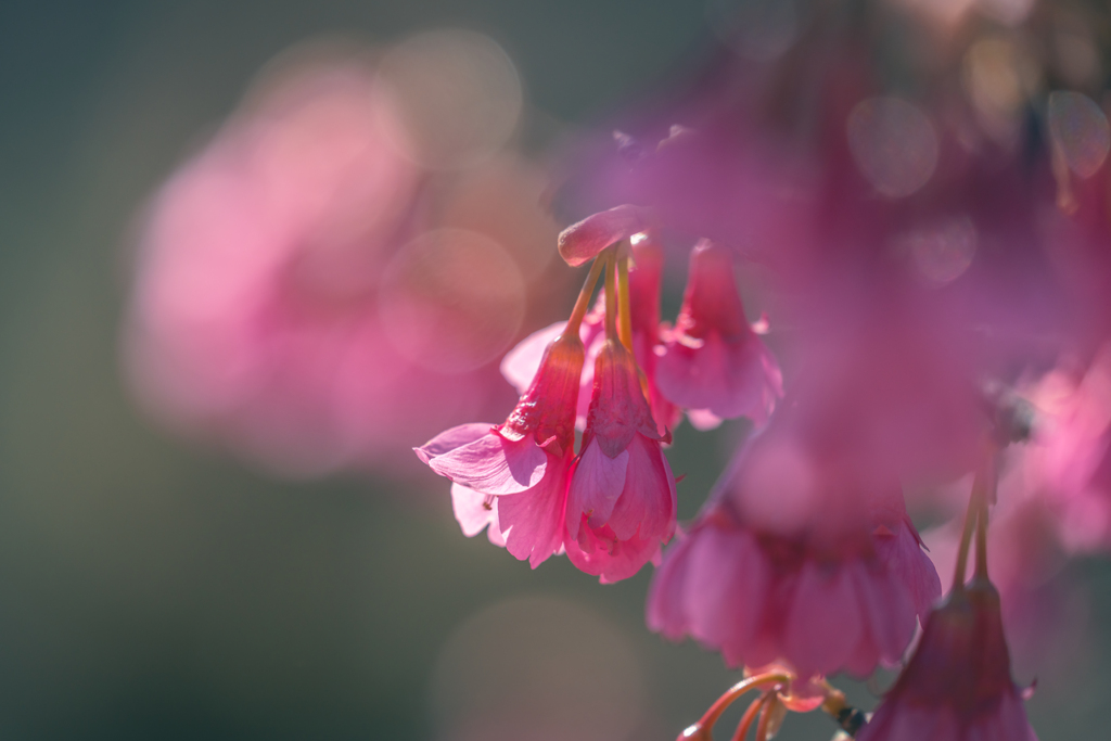 寒緋桜