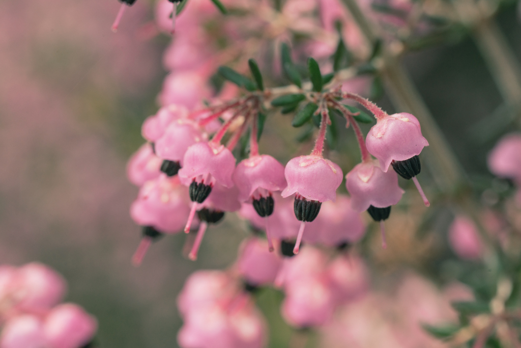 ジャノメエリカ