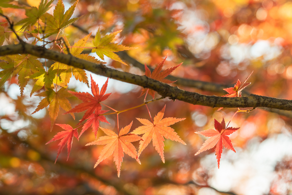 逆光と紅葉