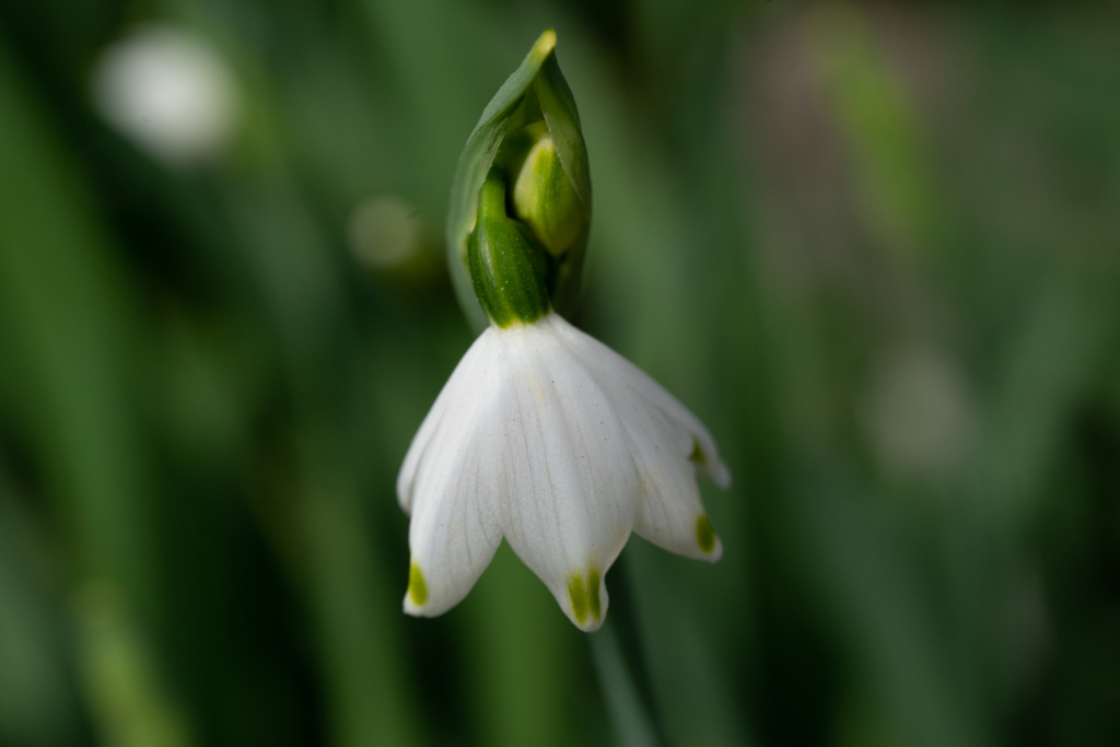 スノーフレーク