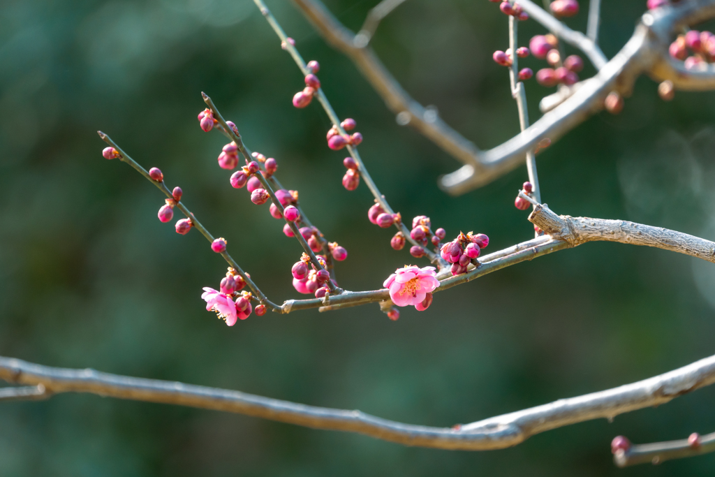 梅　昭和記念公園