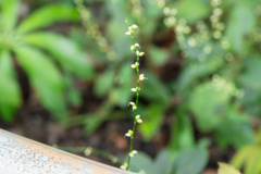 かわいい水引草