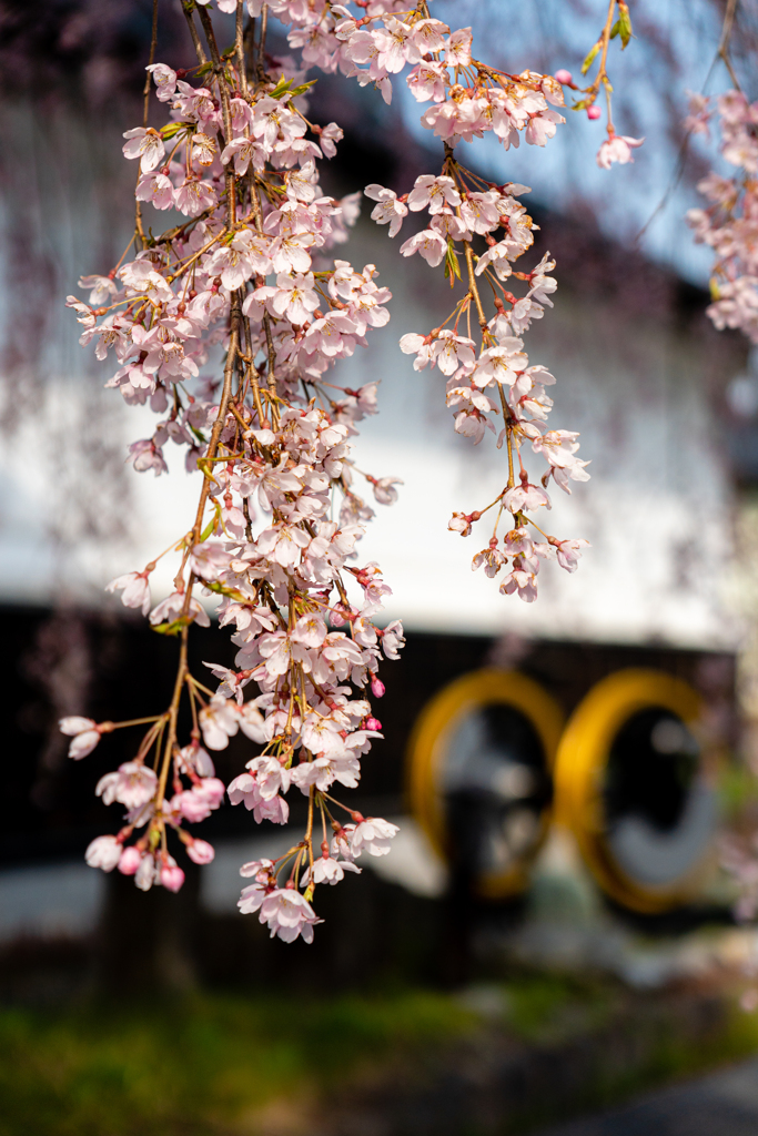 枝垂桜