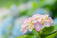 紫陽花