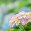 紫陽花