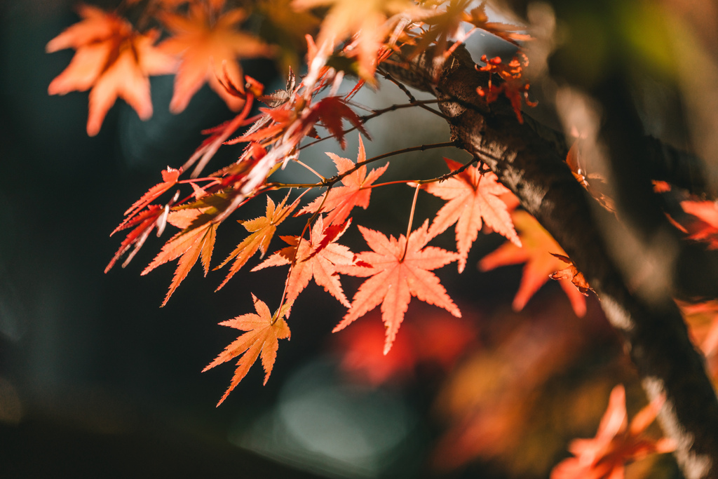紅葉と光と影