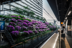 駒込駅　満開ツツジ