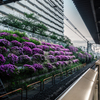 駒込駅　満開ツツジ