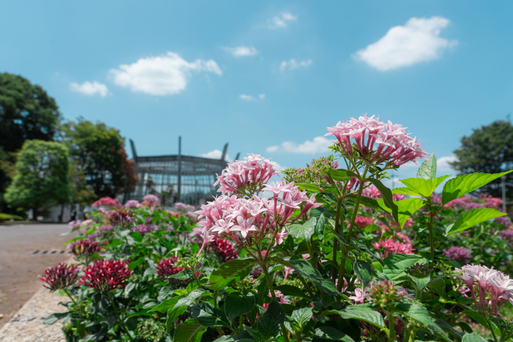 夏空とペンタス