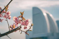 寒桜（インターコンチネンタルホテル）