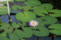 蓮の花２