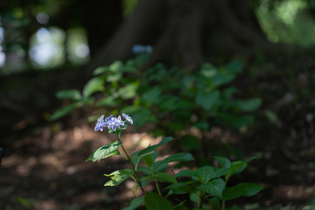 紫陽花4