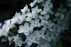 紫陽花