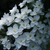 紫陽花