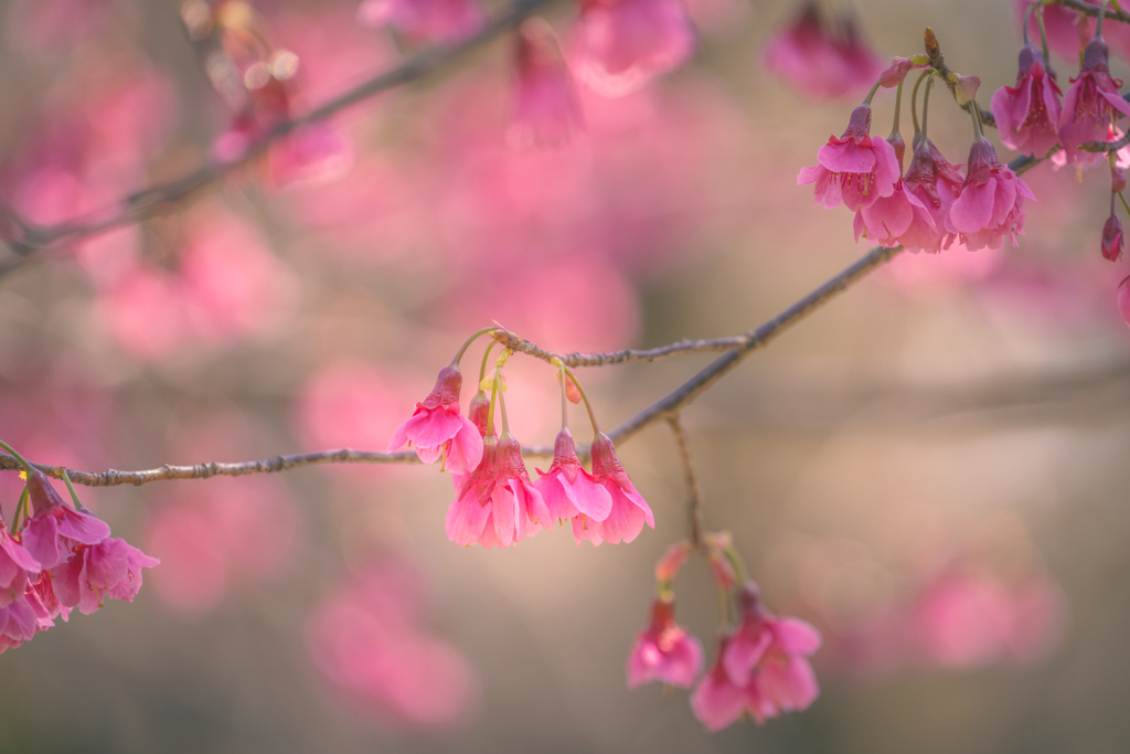 寒緋桜