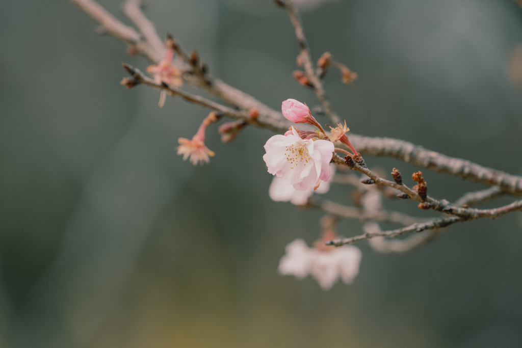 寒桜