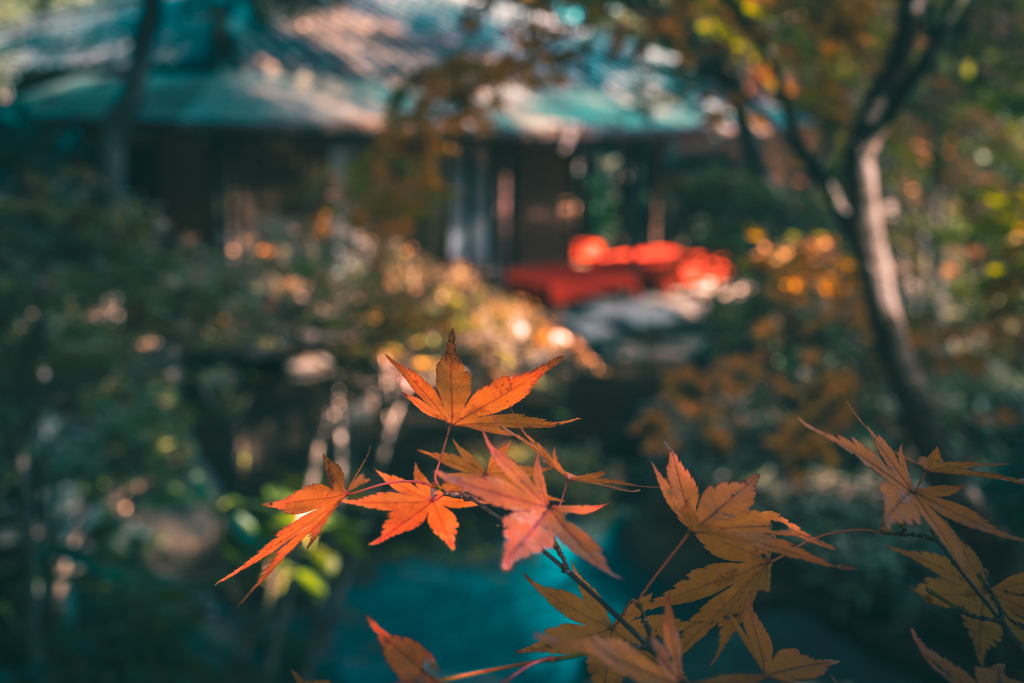 紅葉と茶室