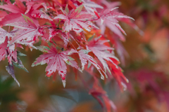 雨と紅葉