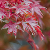 雨と紅葉
