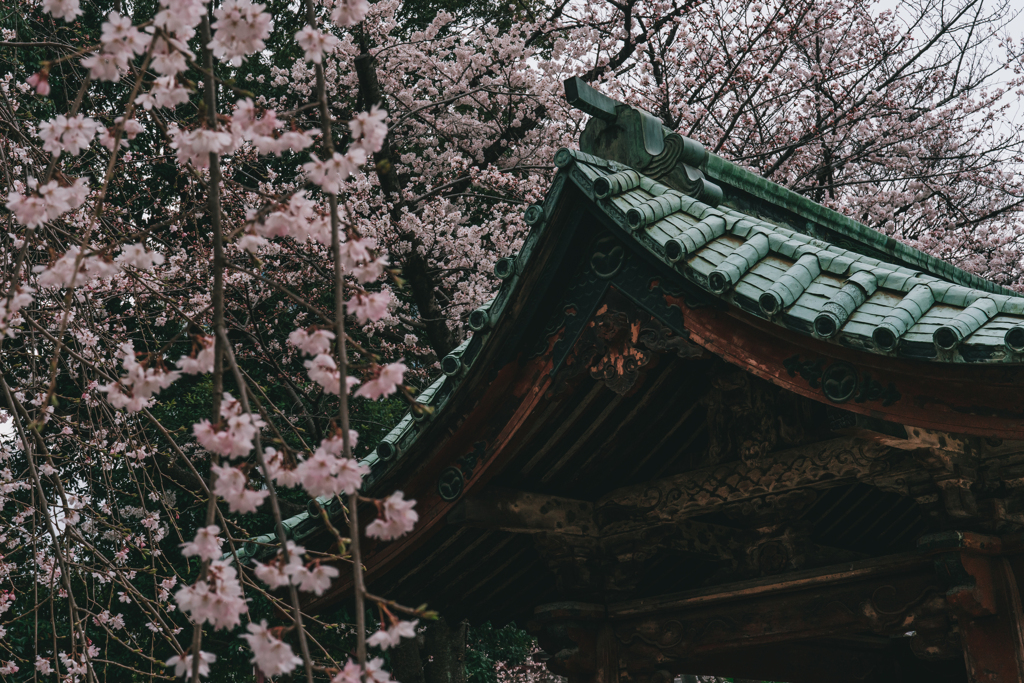 桜